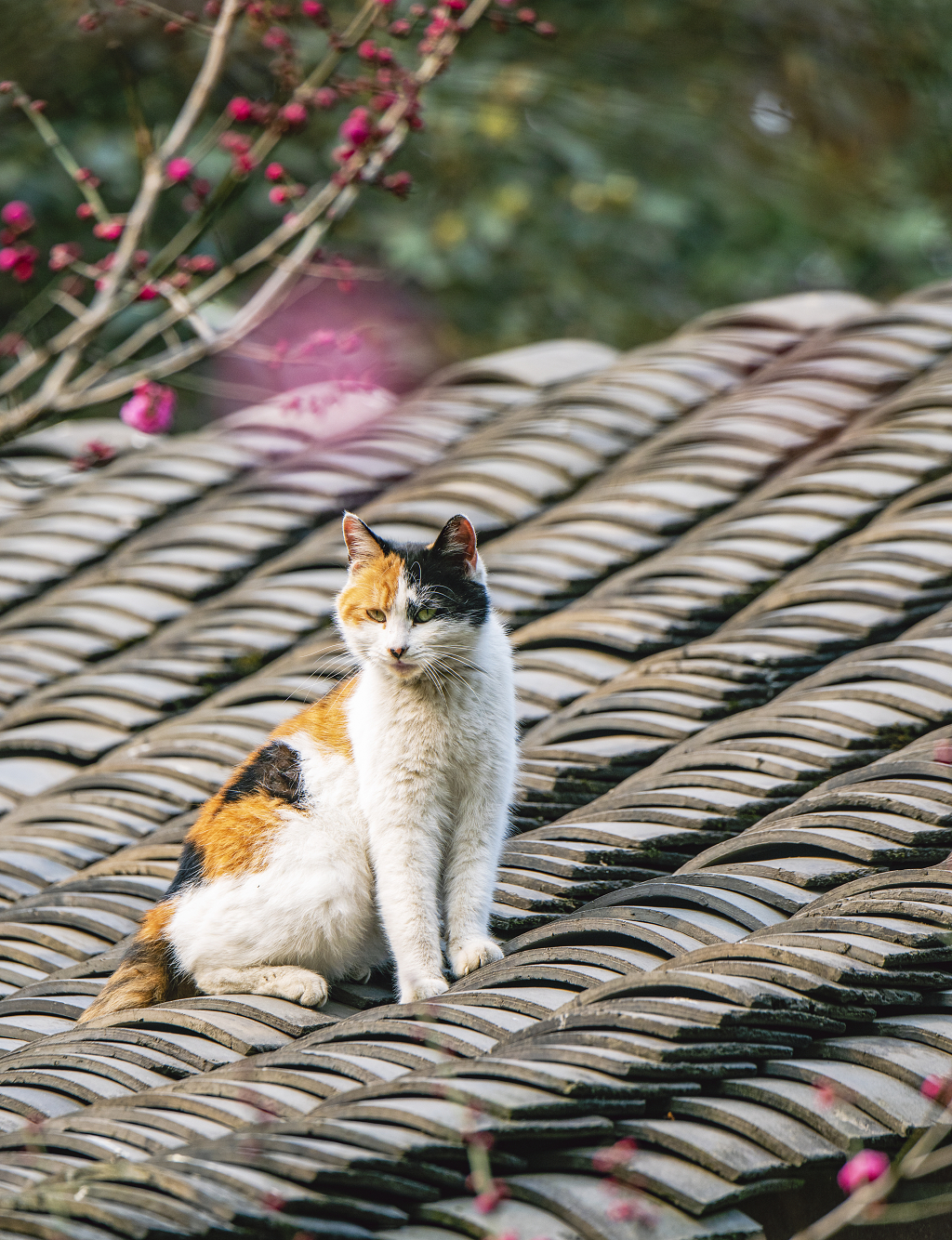 腊梅花下的屋顶上站着一只小花猫