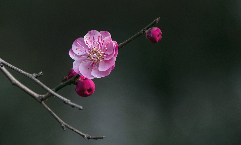 一枝干树枝上绽放的一朵粉红色腊梅花和花蕾