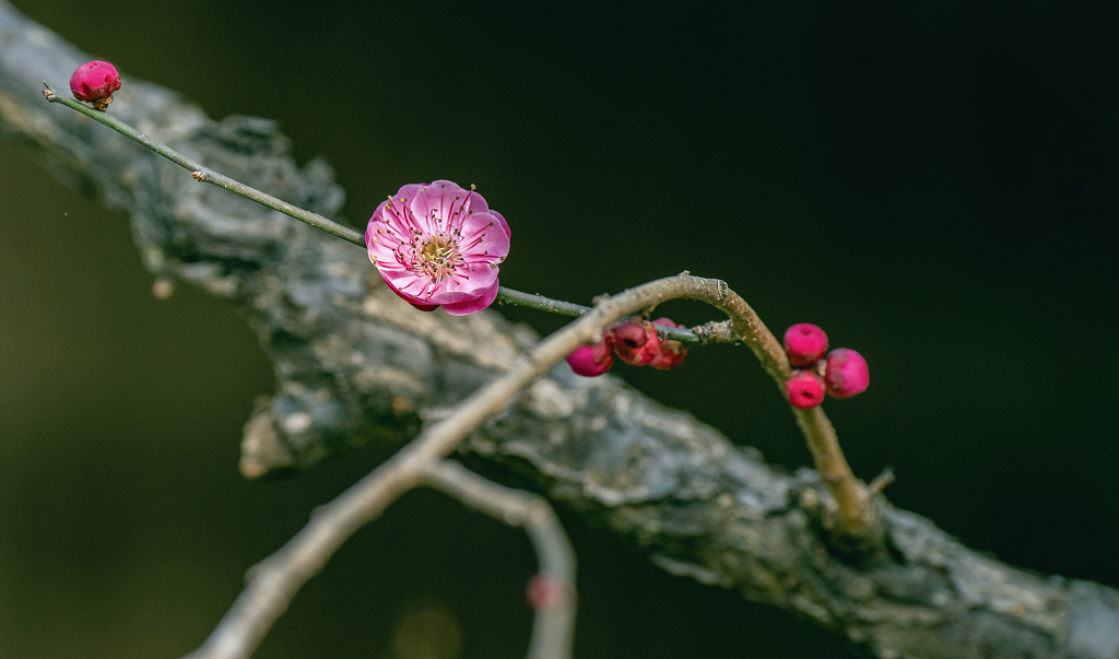 黑色背景下一朵粉红色的腊梅花盛开在干树枝上