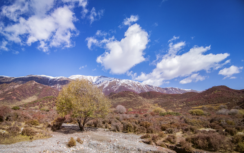 蓝天白云下的雪山和山谷中的灌木丛及一棵大树