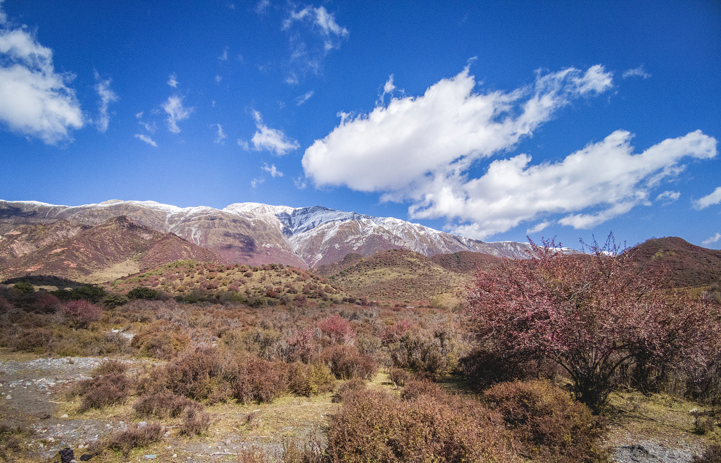 蓝天白云下的雪山和山谷中的灌木丛