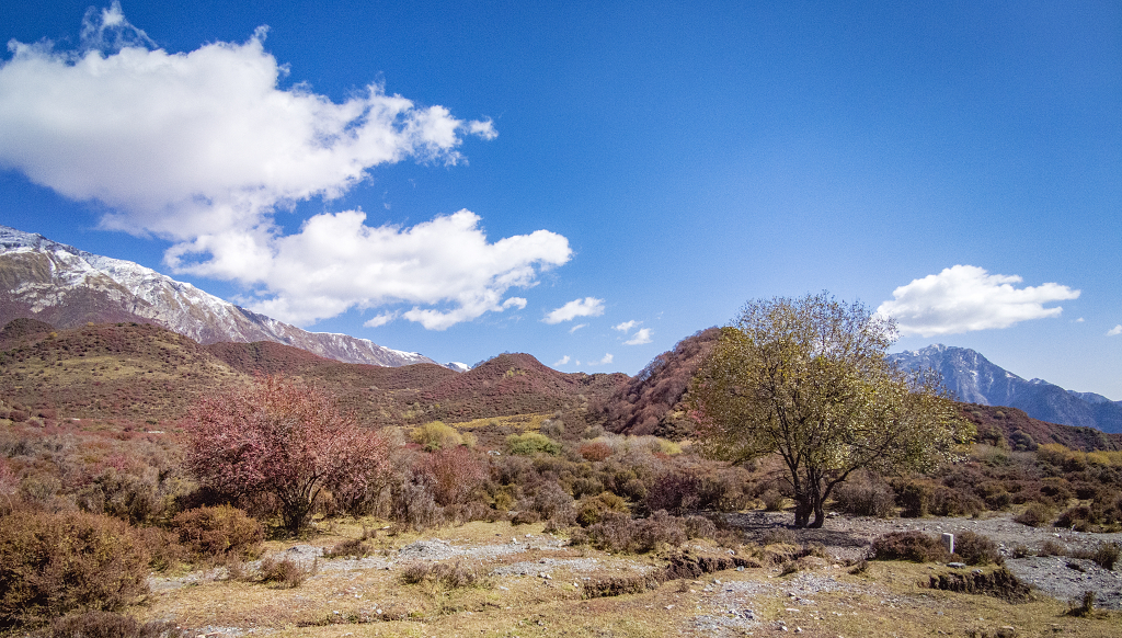 蓝天白云下的雪山和山谷中的灌木丛及一棵大树