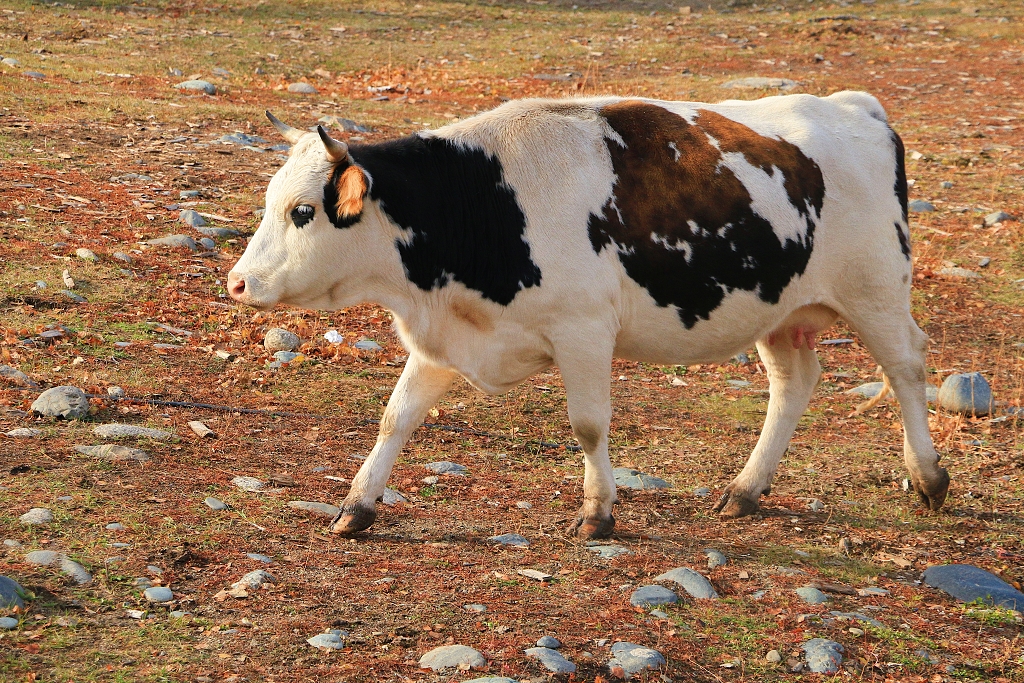 秋天新疆喀纳斯草坪单只斑点小牛动物照片