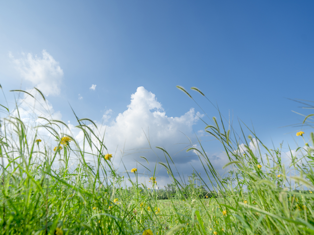 蓝天白云草地阳光清新自然背景