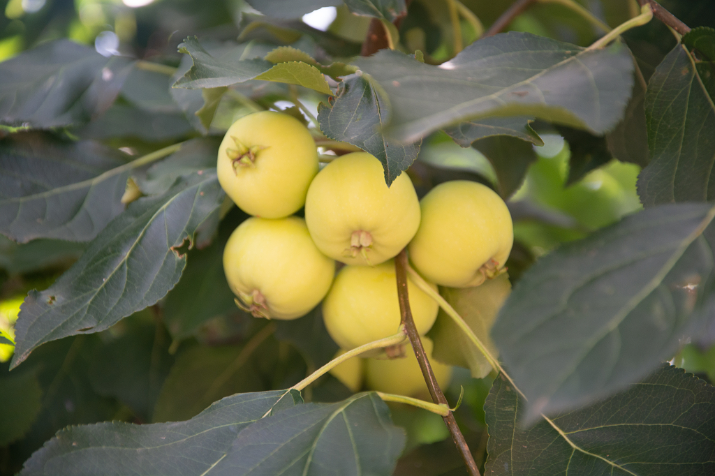 夏天杏树结满了海棠果
