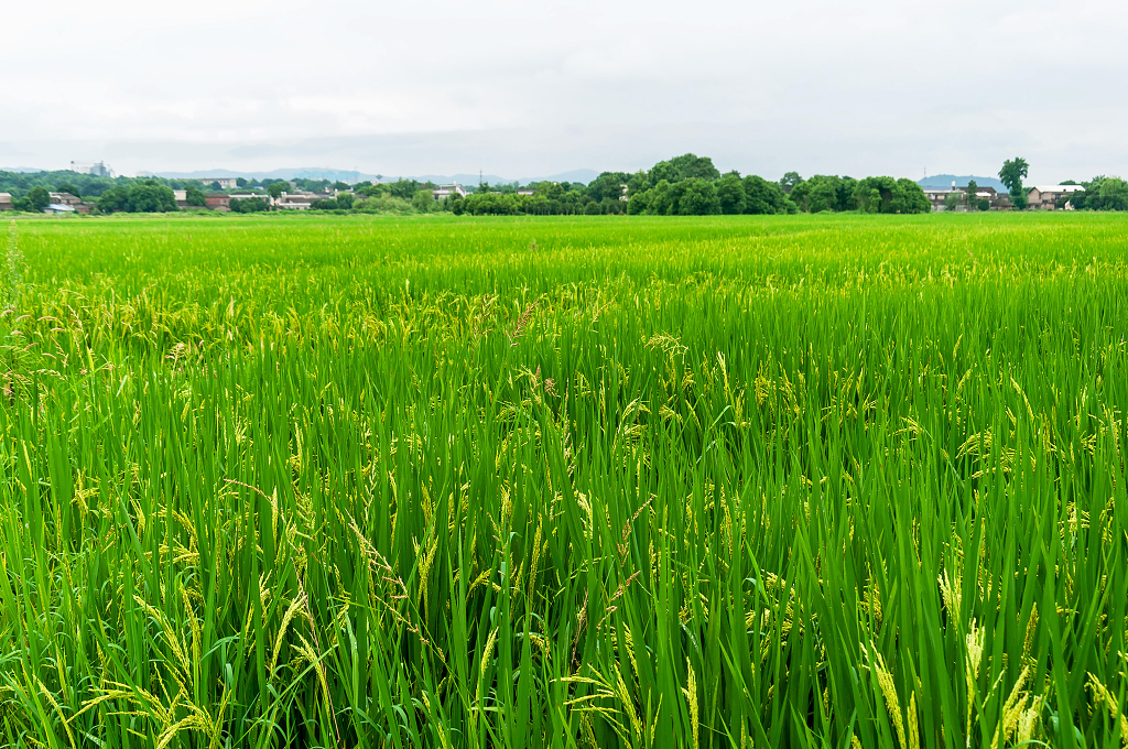 春天里的青青稻田风光