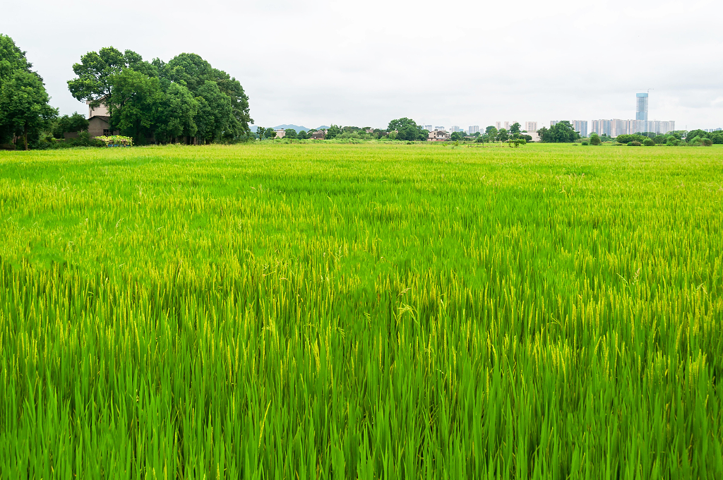 春天里的青青稻田风光