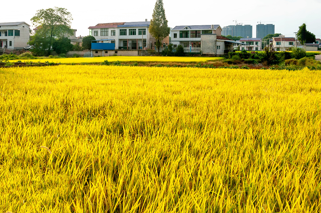 秋天乡村成熟的稻田