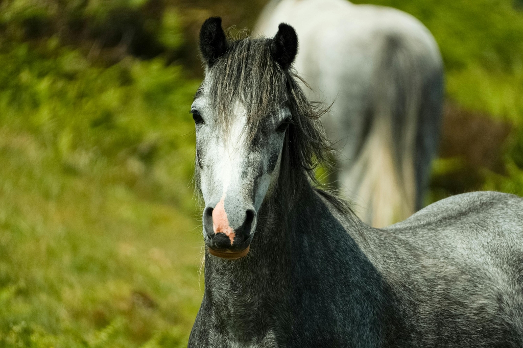 动物马头部特写