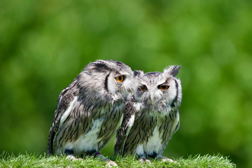 两只猫头鹰动物鸟类