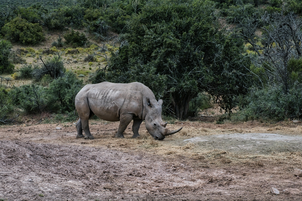 动物园里的犀牛