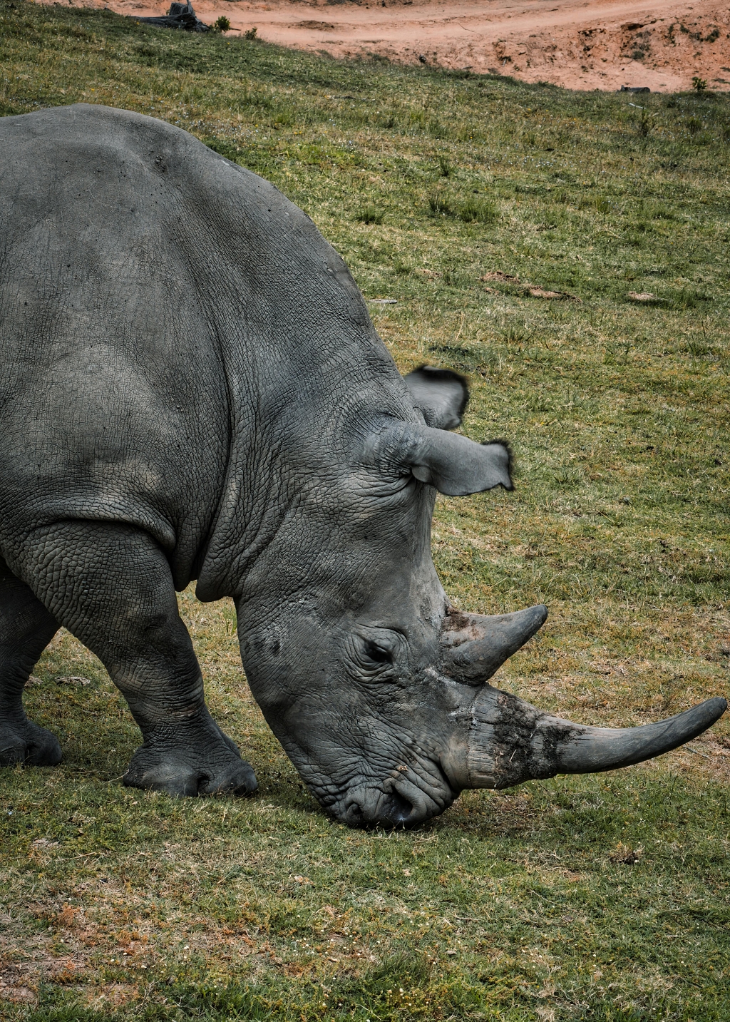 动物园里的犀牛