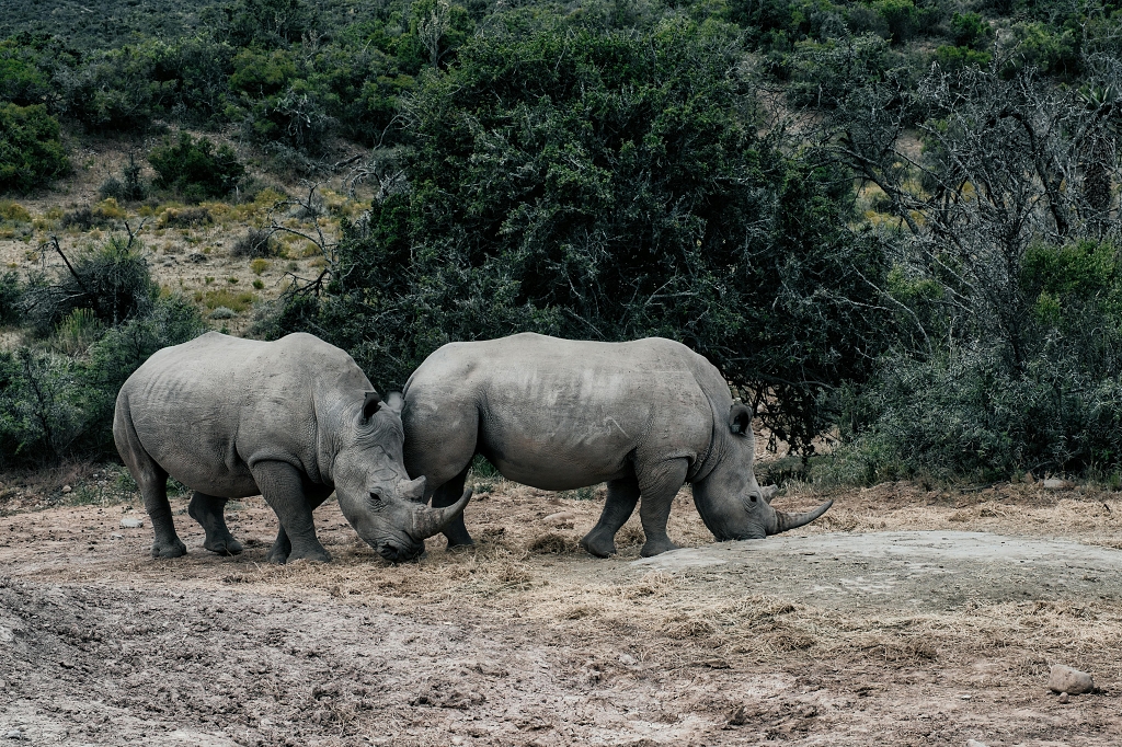 动物园里的犀牛