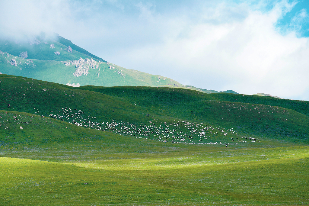 新疆内蒙古羊群大草原牧羊白绒山羊放牧草原风景