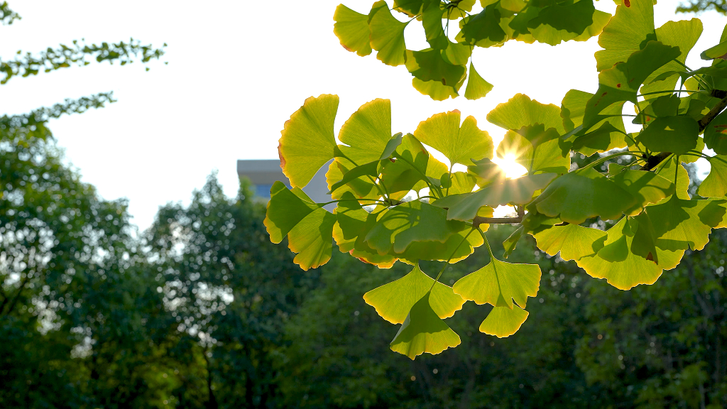 秋天银杏叶绿色植物风光