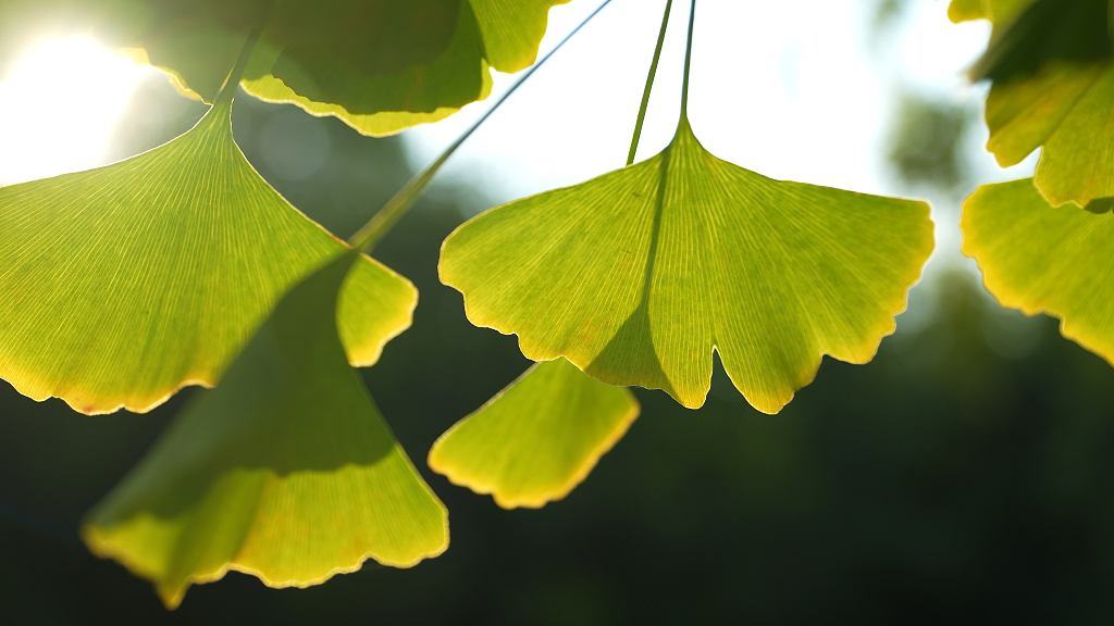 秋天银杏叶绿色植物风光