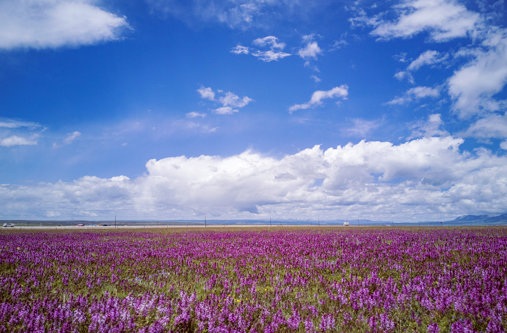 夏日的蓝天白云下青海湖畔的草原上开满了红色的野花
