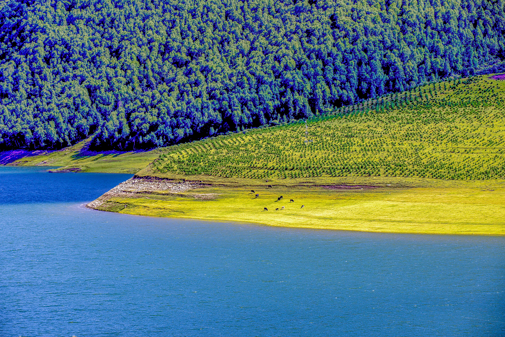 夏日的午后水岸边的原始森林和吃草的牛羊
