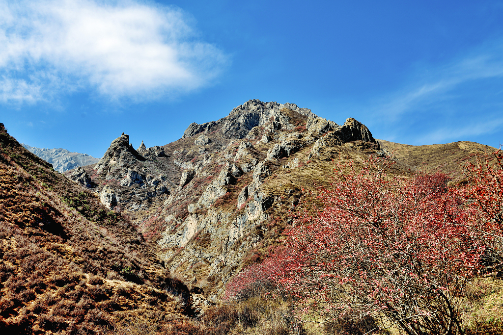 秋日的蓝天白云下的群山和红色的灌木丛