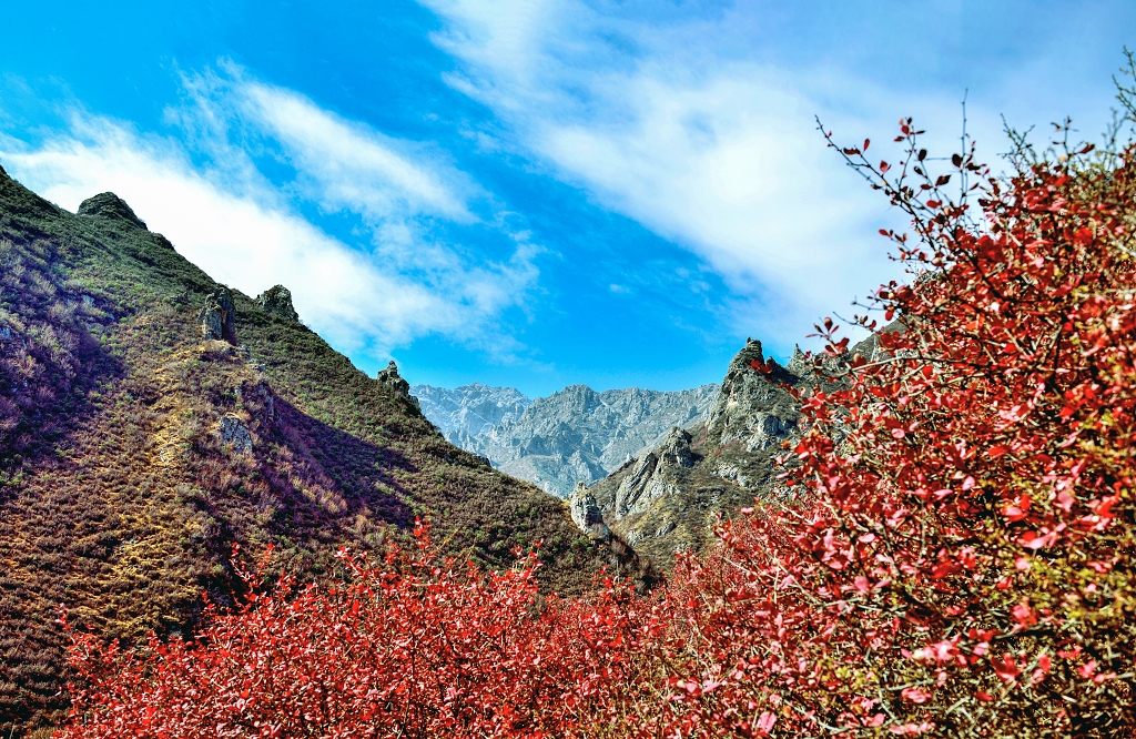 秋日的蓝天白云下的群山和红色的灌木丛