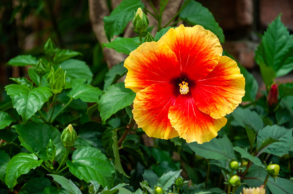 春天盛开的扶桑花
