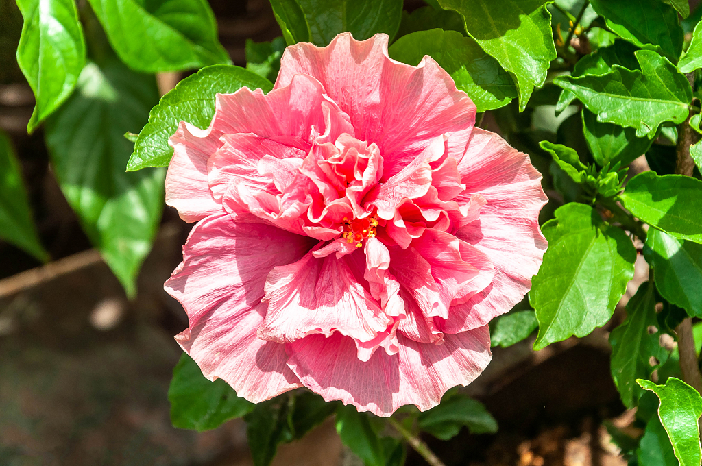 春天盛开的扶桑花