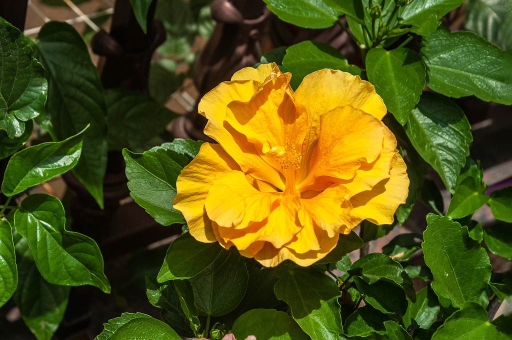 春天盛开的扶桑花