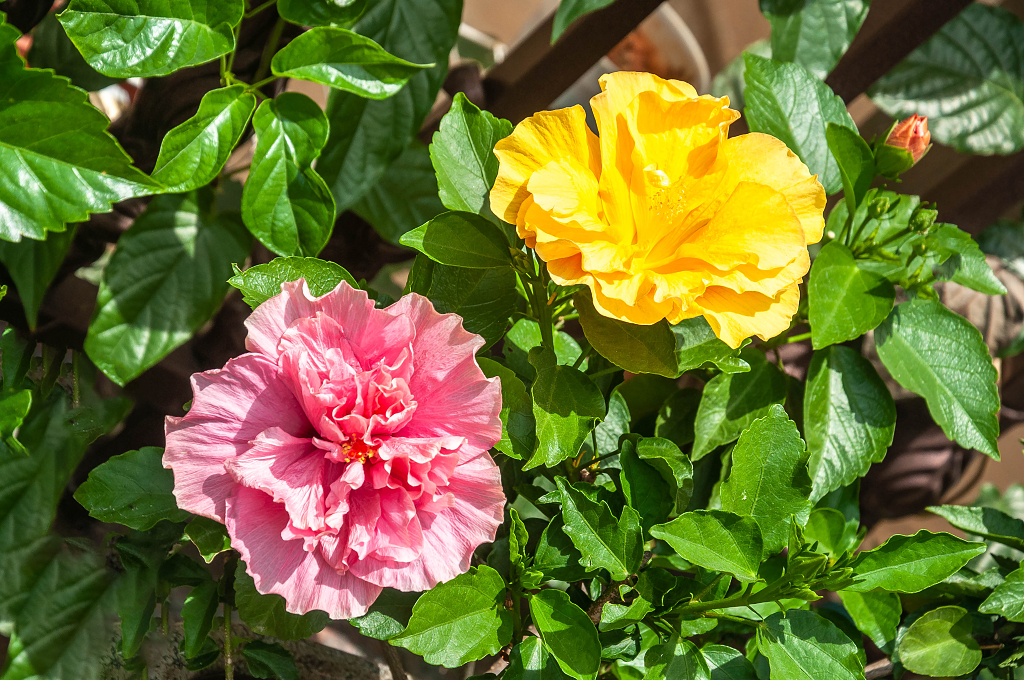 春天盛开的扶桑花