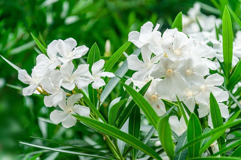 盛开的夹竹桃花