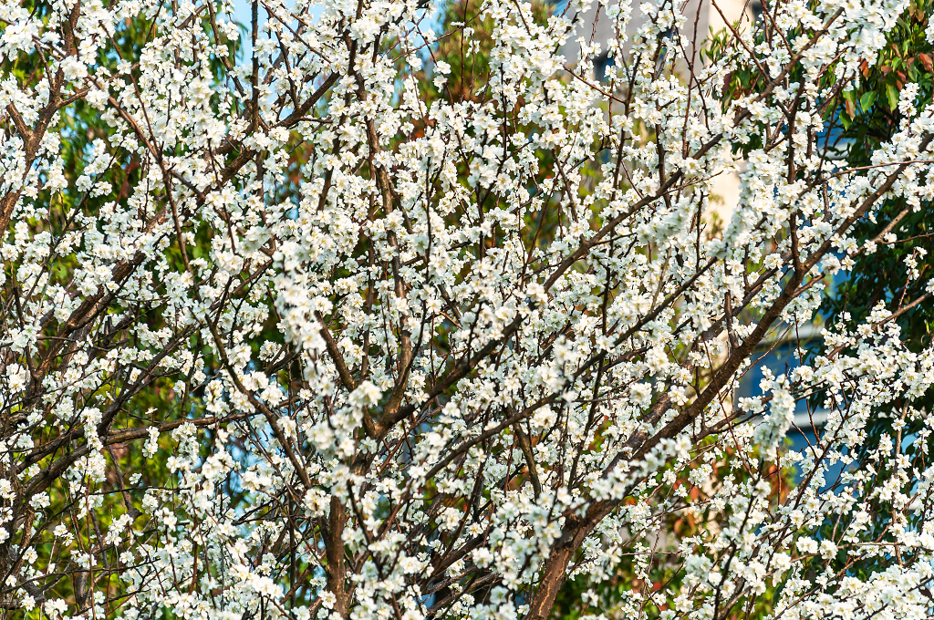 春天盛开的梨花