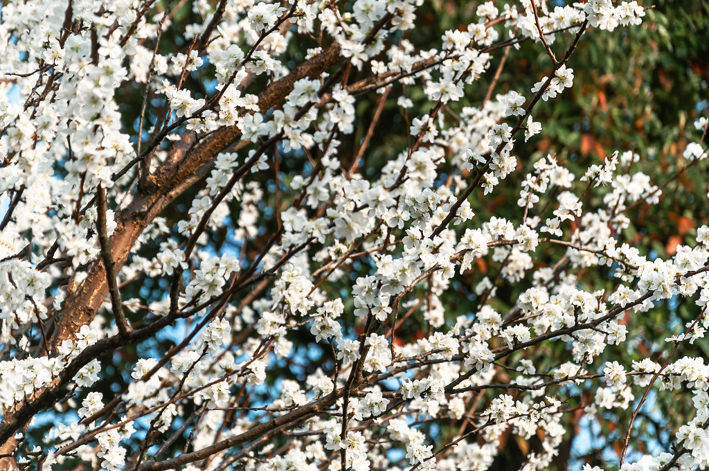 春天盛开的梨花