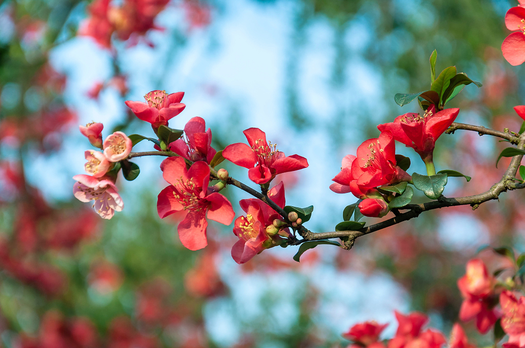 春天盛开的贴梗海棠花