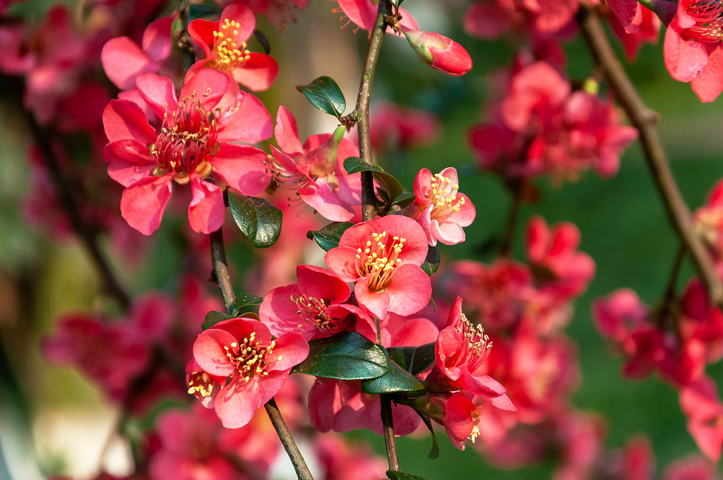 春天盛开的贴梗海棠花