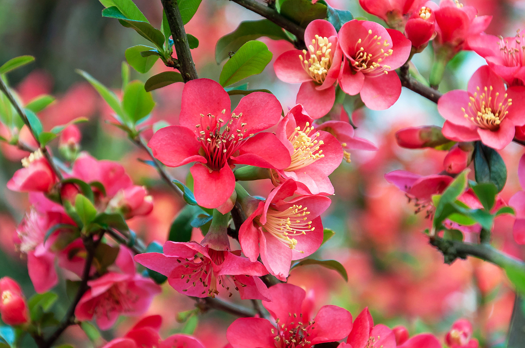 春天盛开的贴梗海棠花