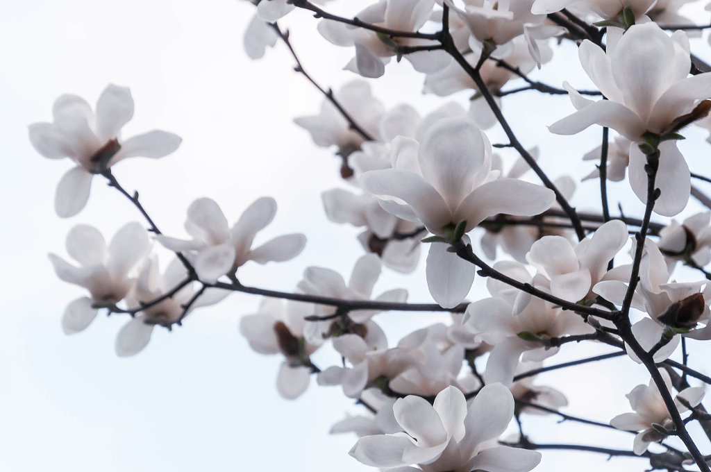 春天盛开的白玉兰花