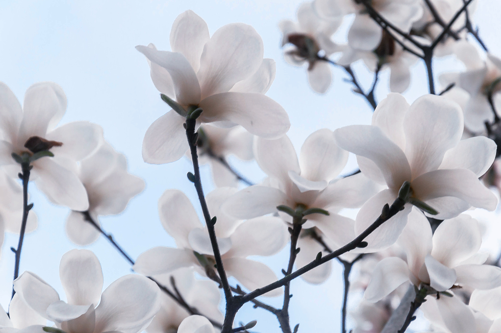 春天盛开的白玉兰花