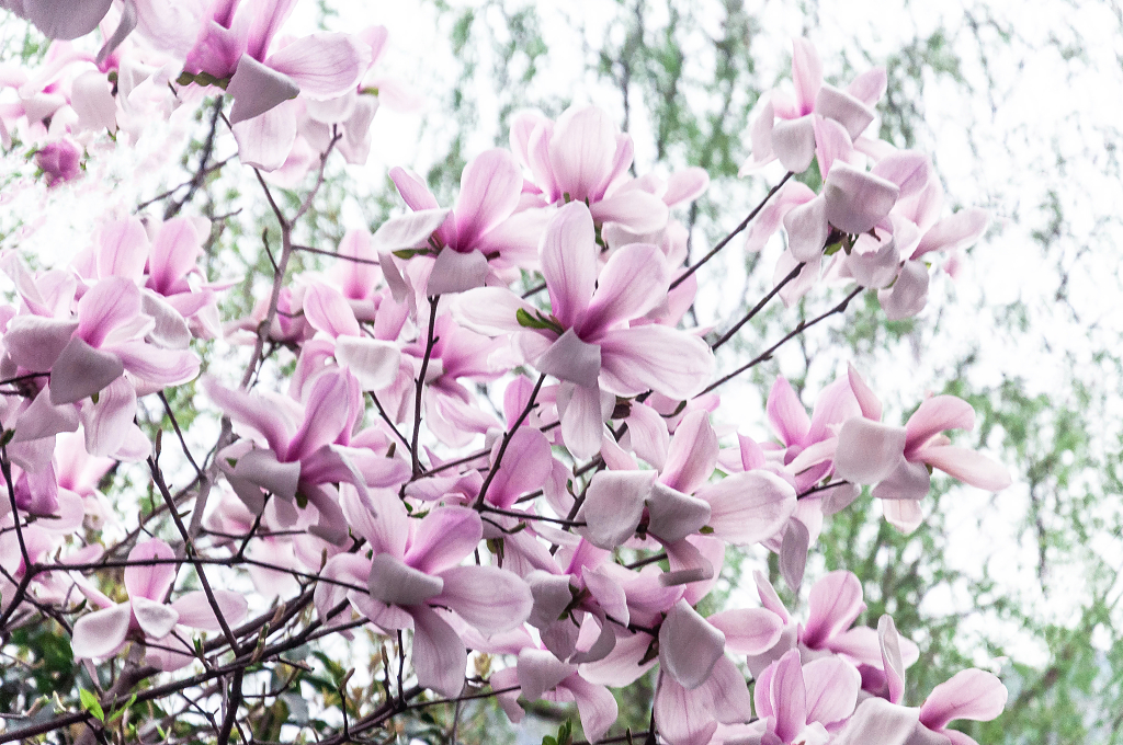 春天盛开的淡紫色二乔玉兰花