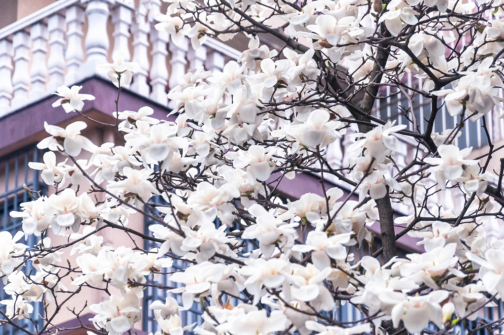 春天盛开的白玉兰花