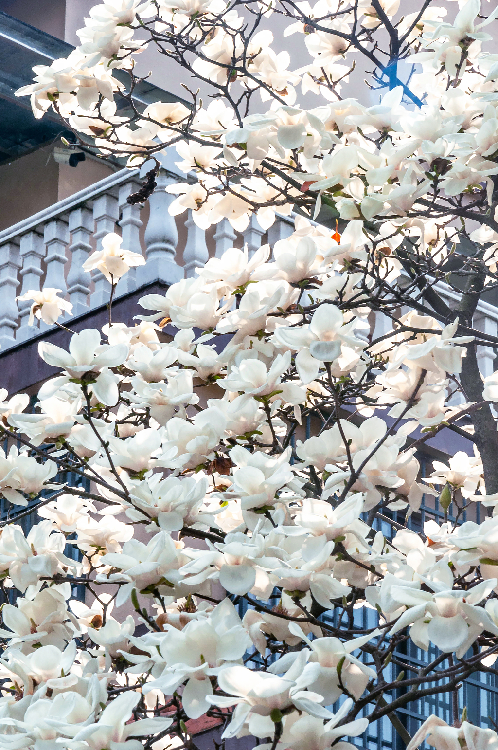 春天盛开的白玉兰花