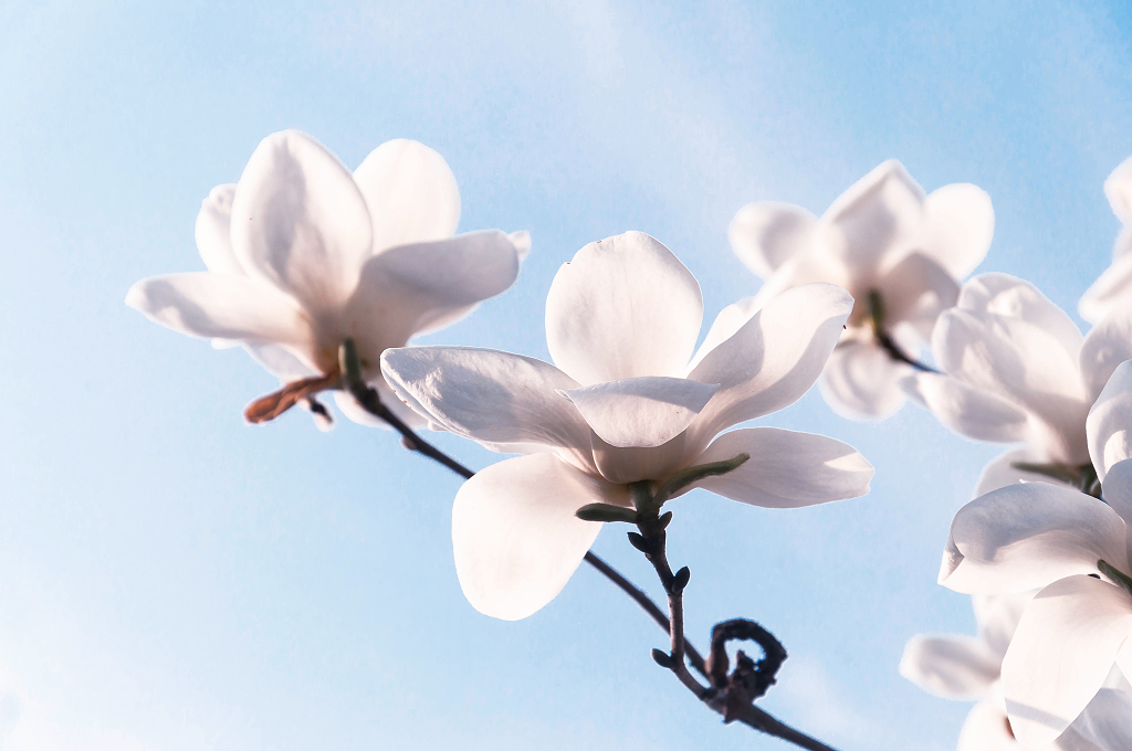 春天盛开的白玉兰花