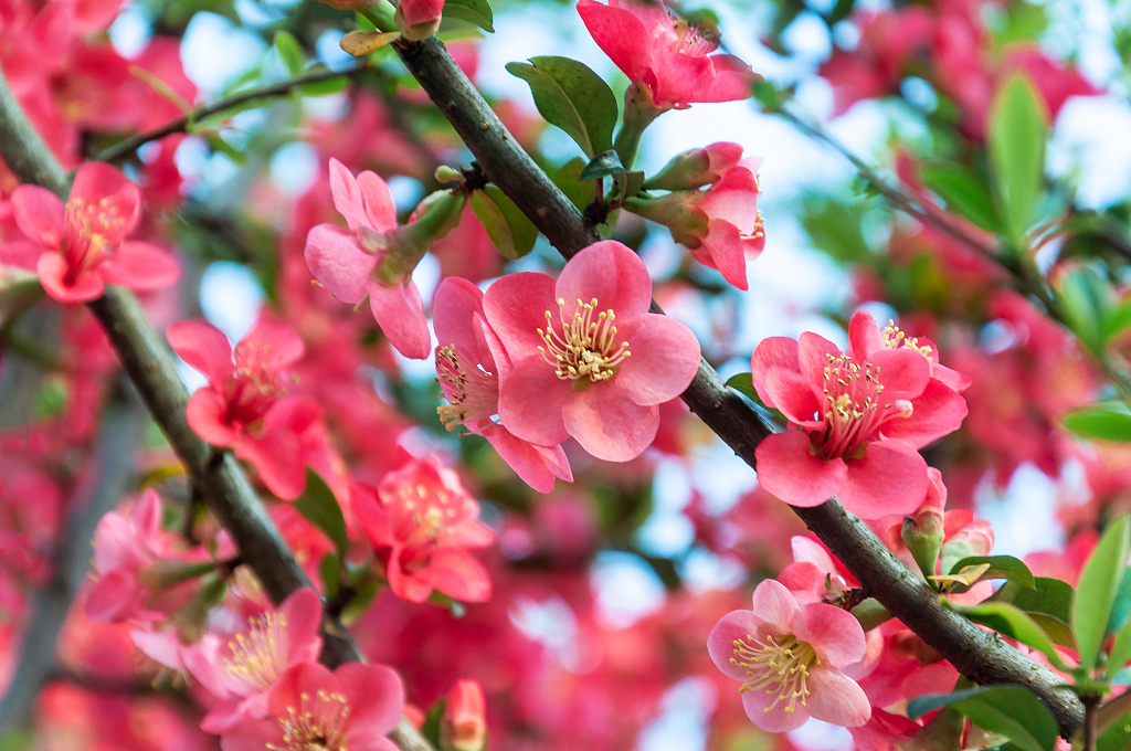 春天盛开的贴梗海棠花