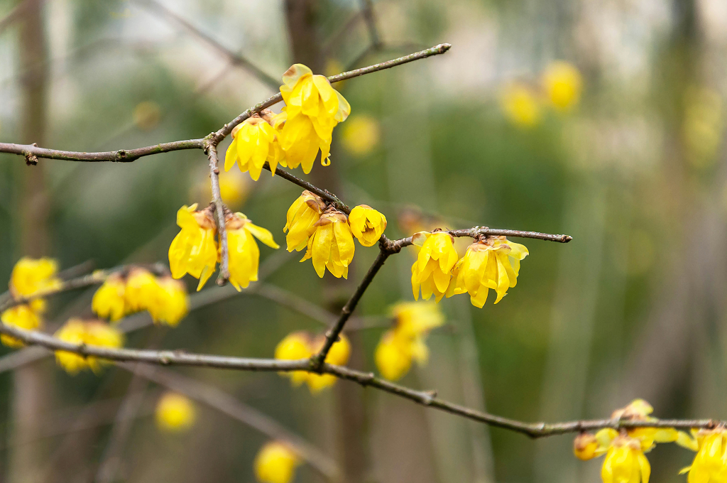冬天盛开的腊梅花