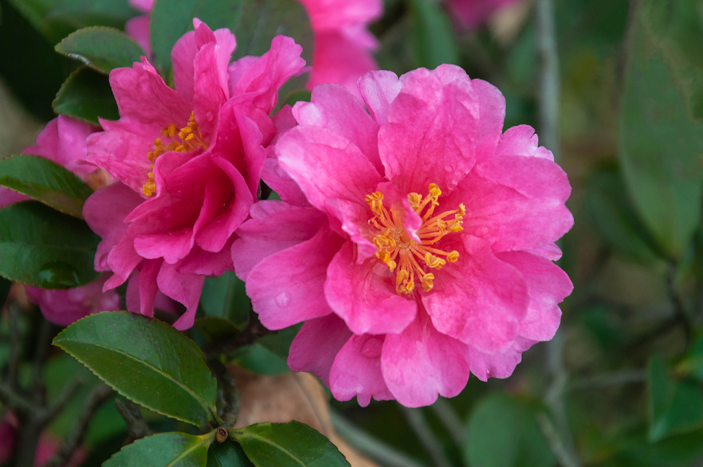 春天盛开的山茶花