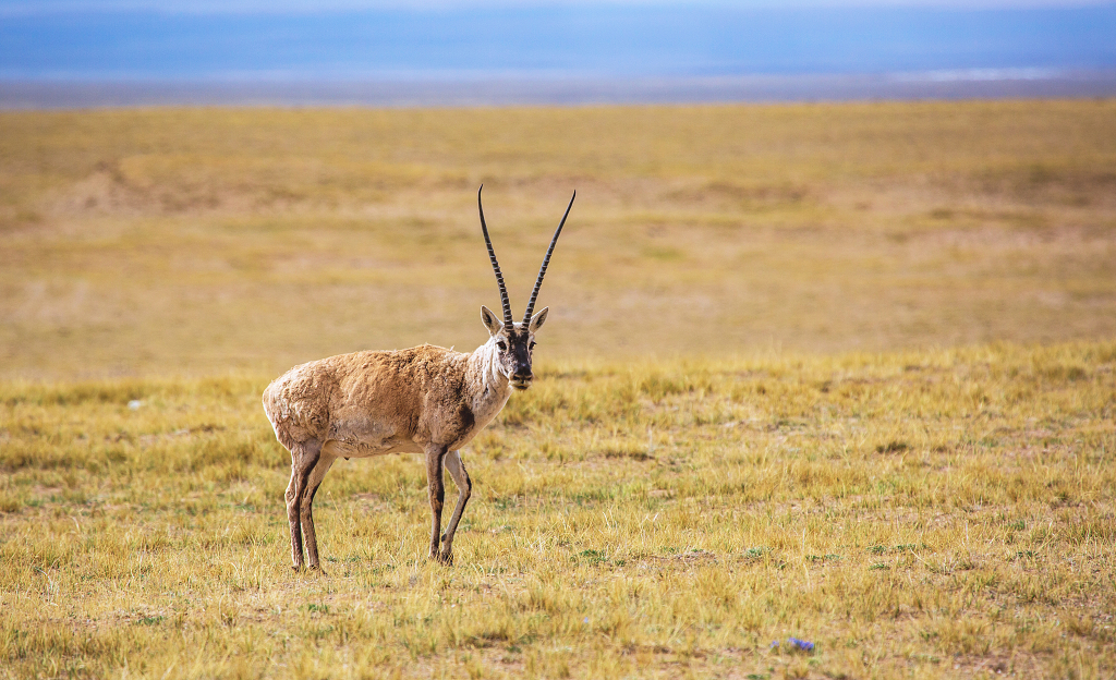 青藏铁路沿线的藏羚羊