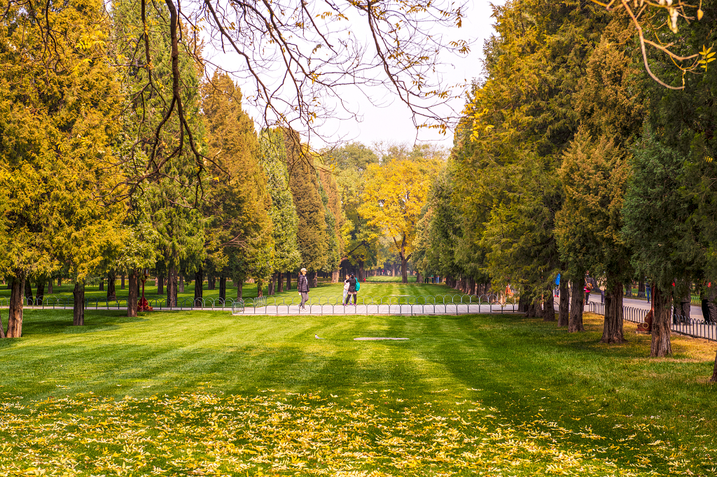 公园里绿色的草坪上金黄色的树木和落叶小路上游客在拍照