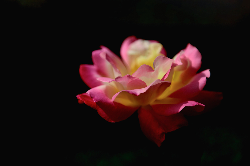 一朵在黑色背景下绽放的粉红色月季花