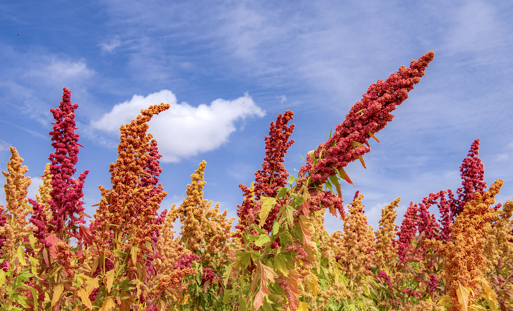 秋日的蓝天白云下农田里成熟的彩色藜麦