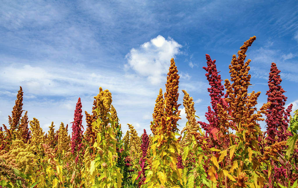 秋日的蓝天白云下农田里成熟的彩色藜麦