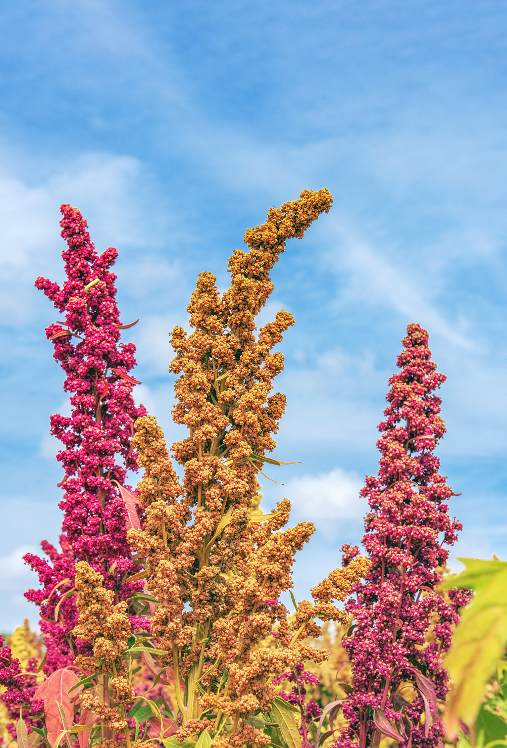 秋日的蓝天白云下农田里成熟的彩色藜麦