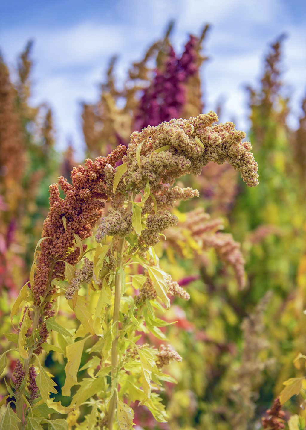 秋日的蓝天白云下农田里成熟的彩色藜麦麦穗